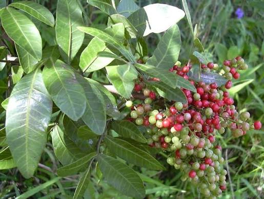 Terebinthifolius Herb Seeds