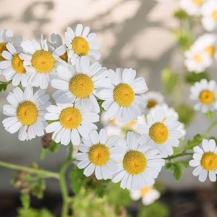 Chamomile seeds
