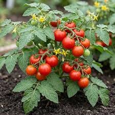 Tomato Vegetable Seeds