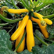 Squash Vegetable Seeds