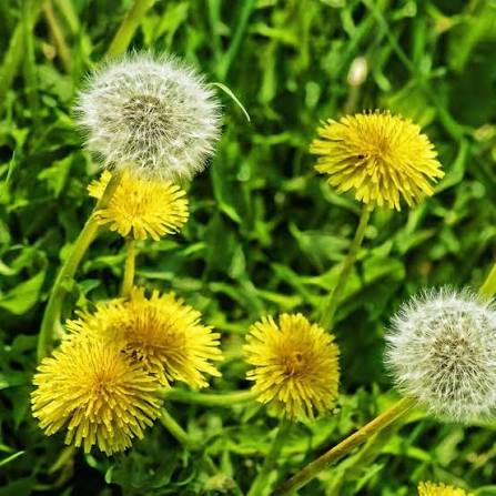 Dandelions Herb seeds