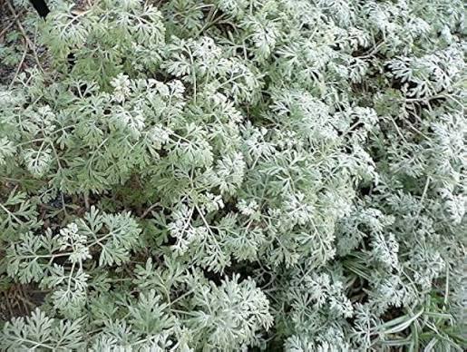 Absinthe Wormwood Seeds
