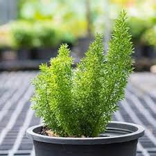 Foxtail Fern Seeds