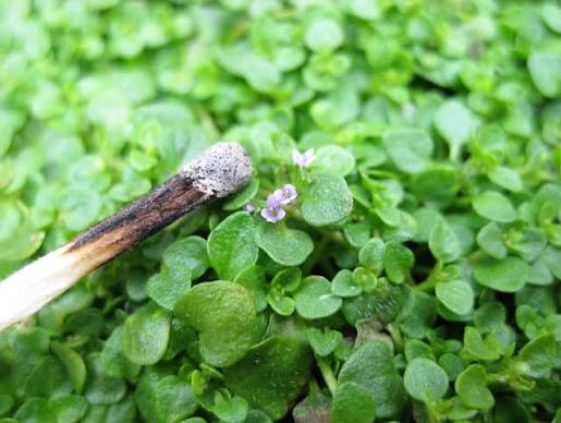 Corsican Mint seeds