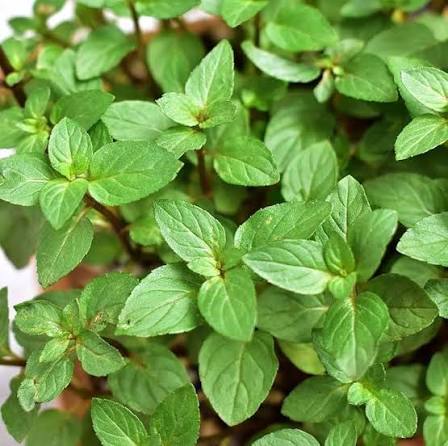 Chocolate Mint seeds