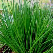 Chives Herb Seeds