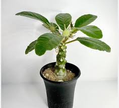 Dorstenia Foetida Herb Seeds