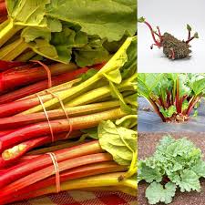 Rhubarb Vegetable Seeds