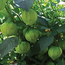 Tomatillo Vegetable Seeds