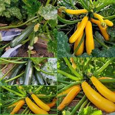 Zucchini Vegetable Seeds