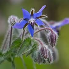 Borage herb seeds