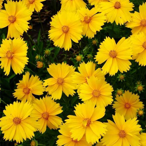 Flower Seeds
