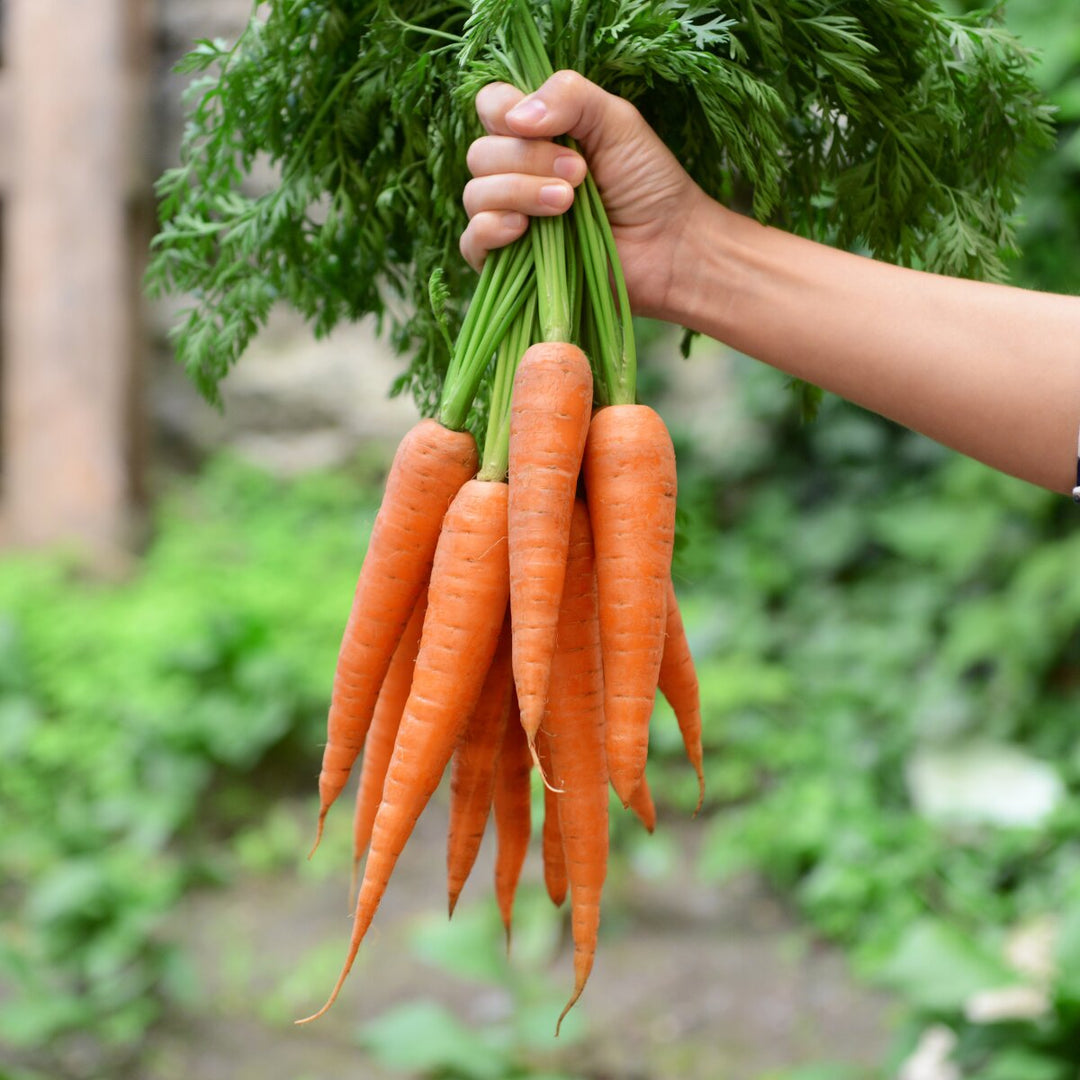 Carrots Vegetable Seeds