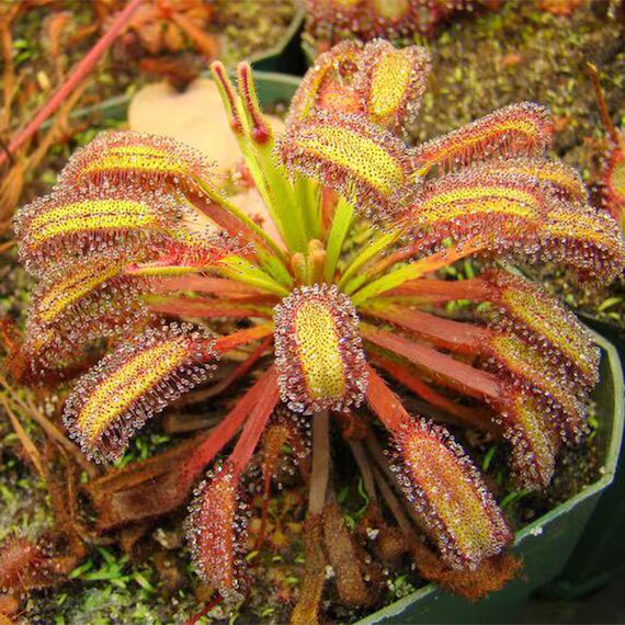 Sundew flower seeds