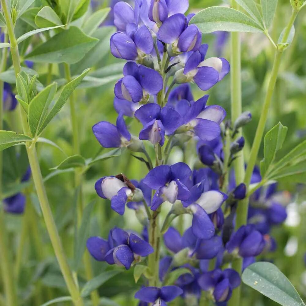 Blue False Indigo