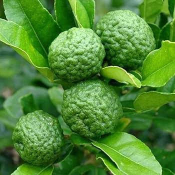 Thai Kaffir Lime fruit seeds