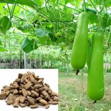 Bottle Gourd Vegetable Seeds
