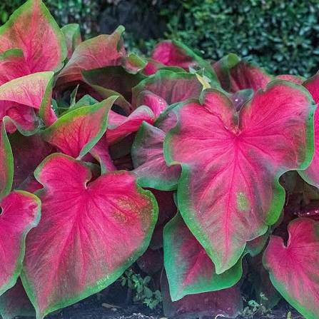 Caladium Ornamental seeds