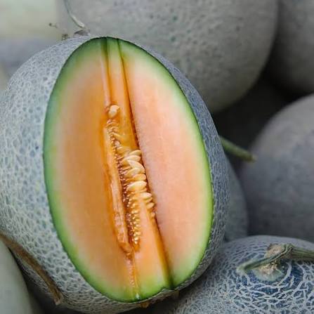Cucumis Melo fruit seeds