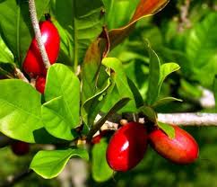 Wild Berry fruit seeds