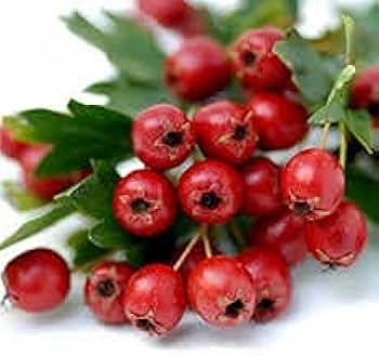 Hawthorn Fruit seeds