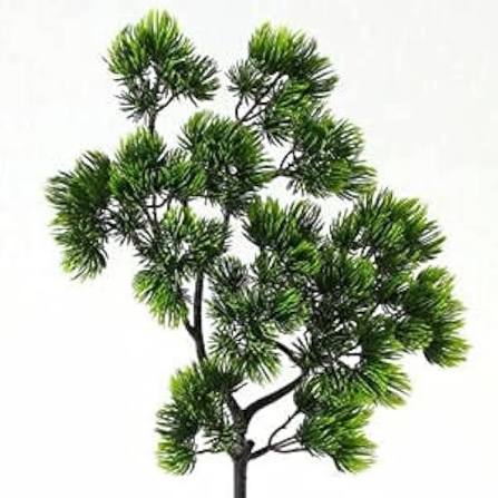 Pine Nut Tree seeds