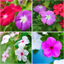 Periwinkle flower seeds