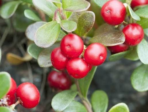 Bearberry fruit seeds