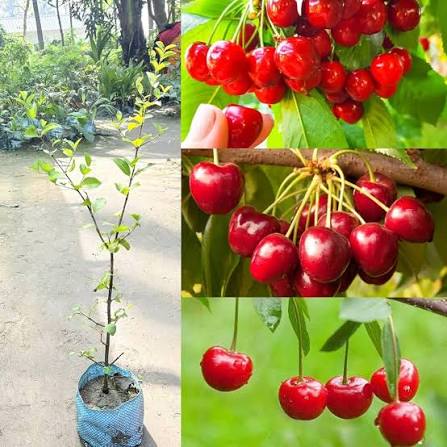 Barbados Fruit seeds