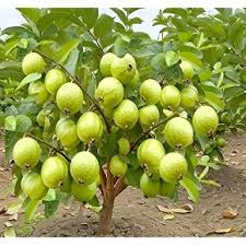 Scallop Fruit seeds