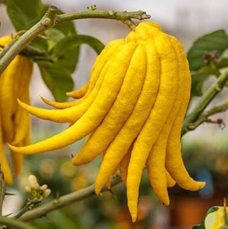Citron fruit seeds