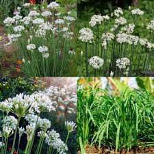 Garlic Chives seeds