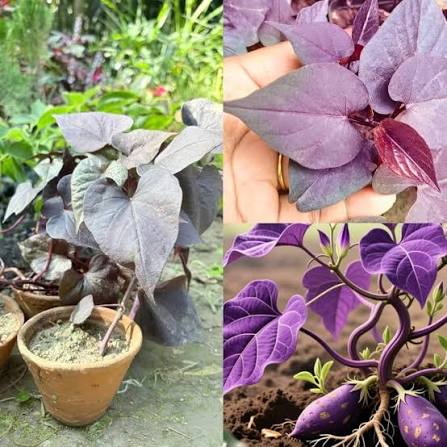 potato Vegetable Seeds