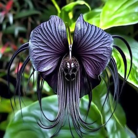 Bat Flower seeds