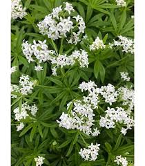 Woodruff flower seeds