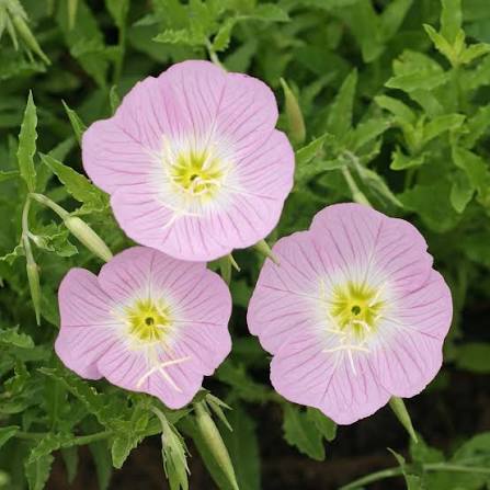 Primrose flower seeds