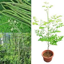 Drumstick Vegetable Seeds