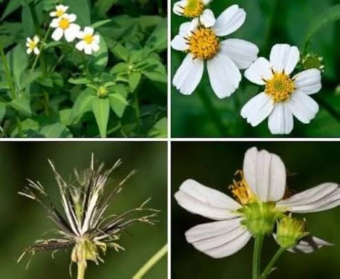 Bidens flower seeds
