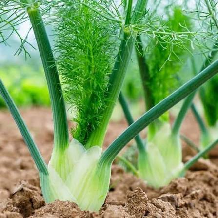 Florence vegetable seeds