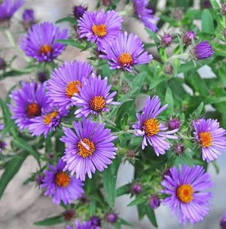 New England Aster seeds
