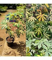 cassava Vegetable Seeds