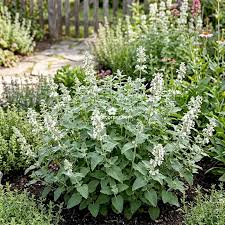 Catnip seeds