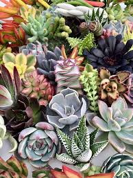Succulent flower seeds
