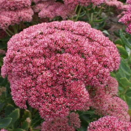 Sedum flower seeds