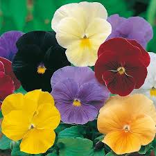 fall season garden seeds, fruit seeds, flower seeds, herb seeds, vegetable seeds, wildfloer seeds
