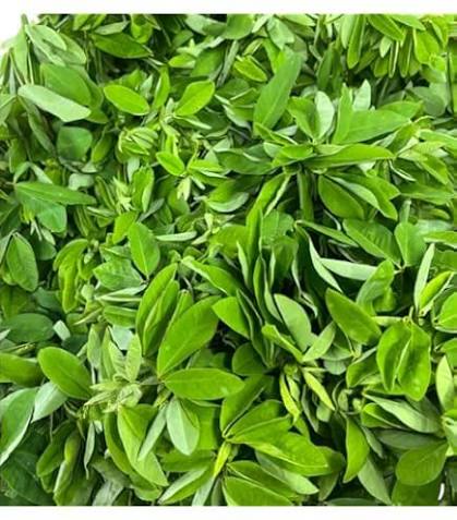 Chipilin Vegetable Seeds