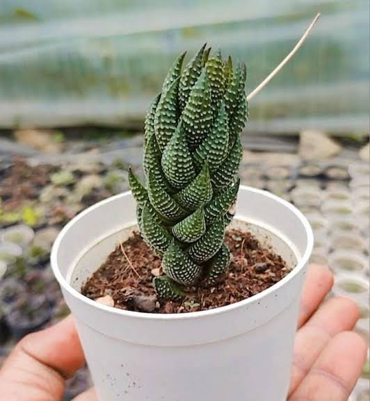 Haworthia Reinwardtii Seeds
