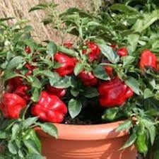 banana pepper Vegetable Seeds