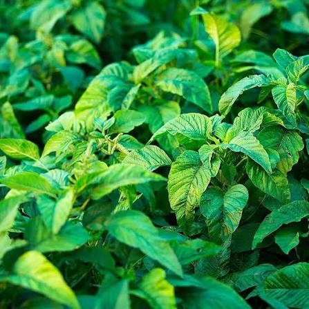 Callaloo Vegetable Seeds