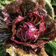 Radicchio Vegetable Seeds